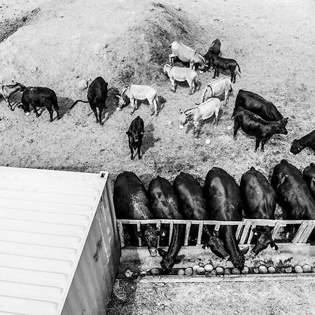 Agriturismo Podere Giulio Tarquinia Exteriér fotografie